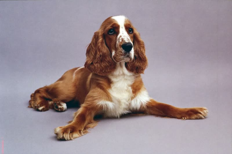 A freshly groomed cocker spaniel lying down