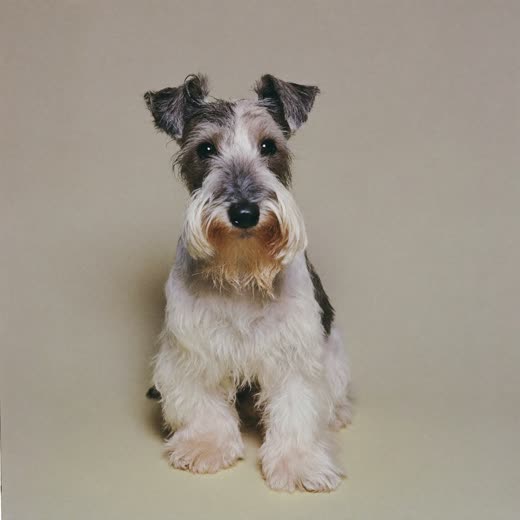 A small wire-haired terrier with a freshly trimmed coat