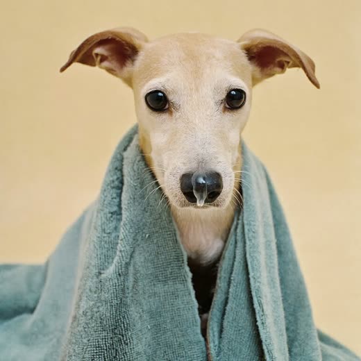 A damp small dog wrapped in a towel after a bath